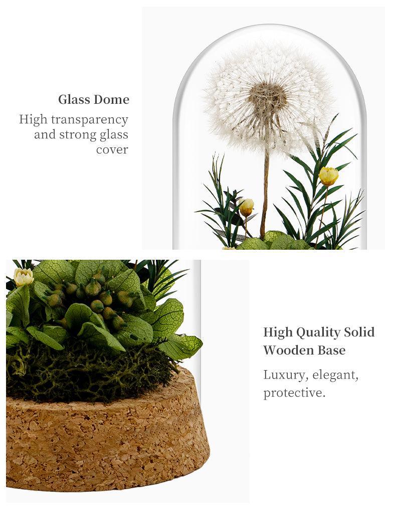 Died pressed flowers-Dandelion - F.B DAISY